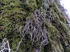 Usnea ceratina