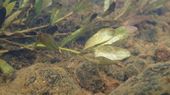 Hygrophila polysperma