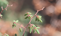 Pellaea myrtillifolia
