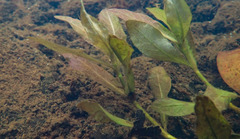 Hygrophila polysperma