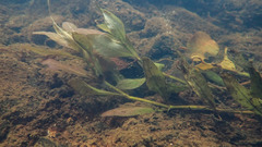 Hygrophila polysperma