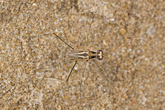 Abroscelis tenuipes