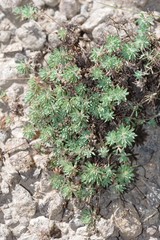 Psammotropha