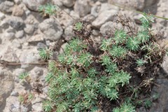 Psammotropha