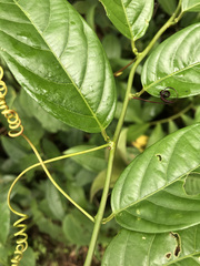 Passiflora riparia