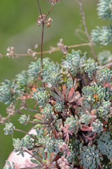 Psammotropha