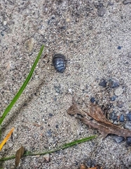Armadillidium