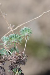 Psammotropha