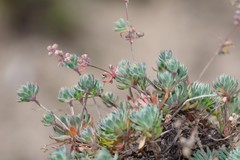Psammotropha