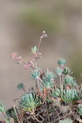 Psammotropha