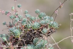 Psammotropha