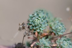 Psammotropha