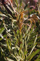 Protea longifolia