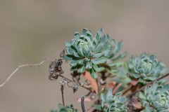Psammotropha