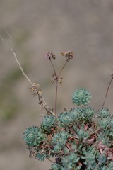 Psammotropha
