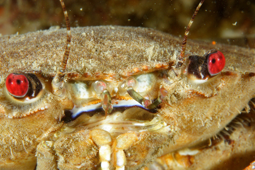 Velvet Swimming Crab, photo 10 of 10