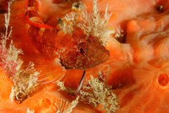 Black-Faced Blenny photo 5