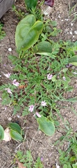 Erodium maculatum
