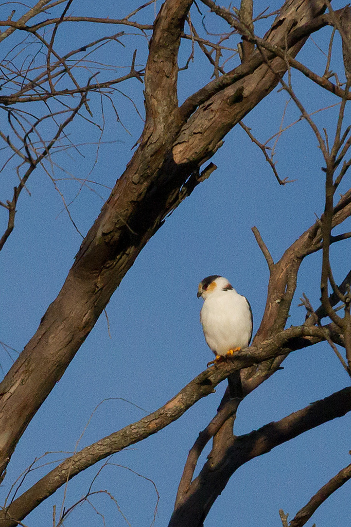 Pearl Kite
