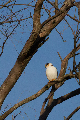 Pearl Kite