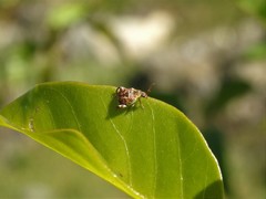 Penthobruchus germaini