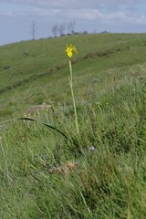 Moraea reticulata