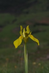 Moraea reticulata