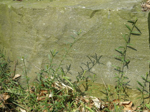 Dwarf euonymus (Euonymus nanus)