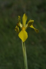 Moraea reticulata