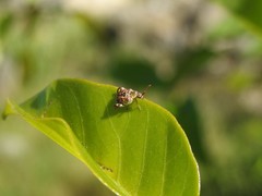 Penthobruchus germaini