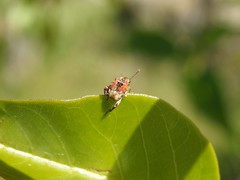 Penthobruchus germaini