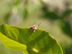 Penthobruchus germaini