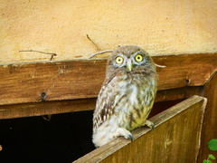 Athene noctua indigena