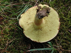 Aureoboletus auriporus