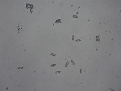 Aureoboletus auriporus