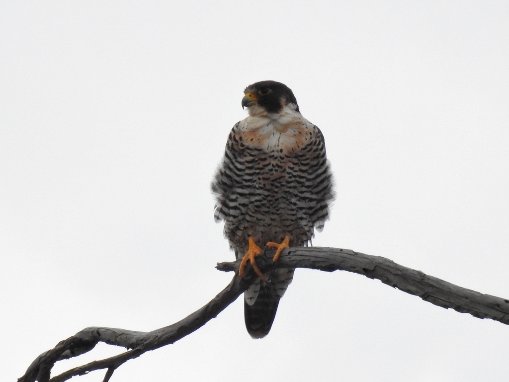 Peregrine Falcon (South American)