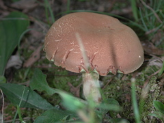 Aureoboletus auriporus