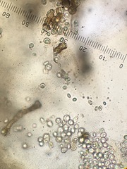 Pseudosydowia eucalypti