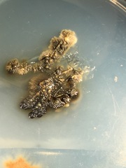 Pseudosydowia eucalypti