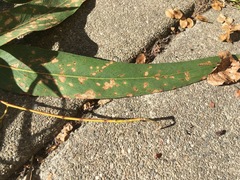 Pseudosydowia eucalypti