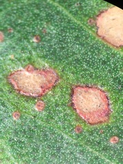 Pseudosydowia eucalypti