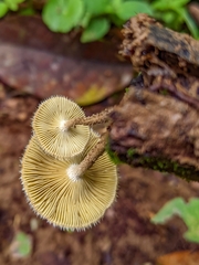 Lentinus
