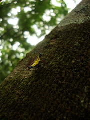 Actinacantha globulata