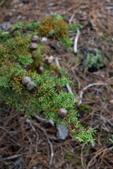Cupressus goveniana