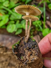 Lentinus