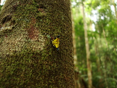 Actinacantha globulata