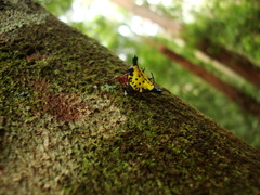 Actinacantha globulata