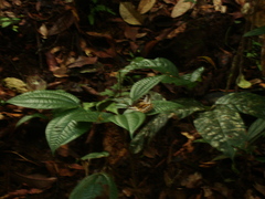 Lexias canescens