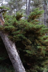 Cupressus goveniana