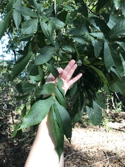 Carya glabra megacarpa